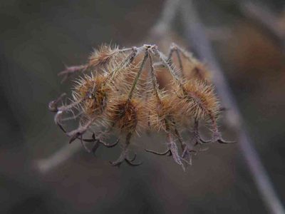 Linnaea amabilis, photographed by Alexis Tinker-Tsavalas