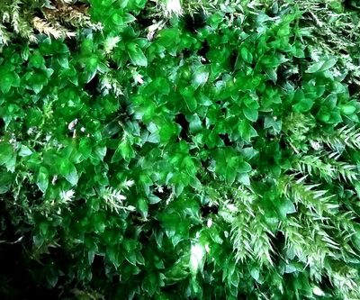 Rosulabryum donianum, photographed by George Greiff