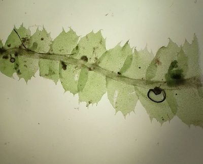 Lophocolea fragrans, photographed by George Greiff