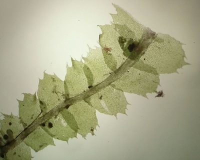 Lophocolea fragrans, photographed by George Greiff