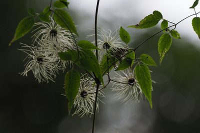 Clematis leschenaultiana, photographed by Lin Scott