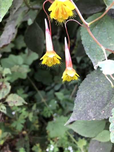 Tropaeolum emarginatum, photographed by Geoff Shuetrim