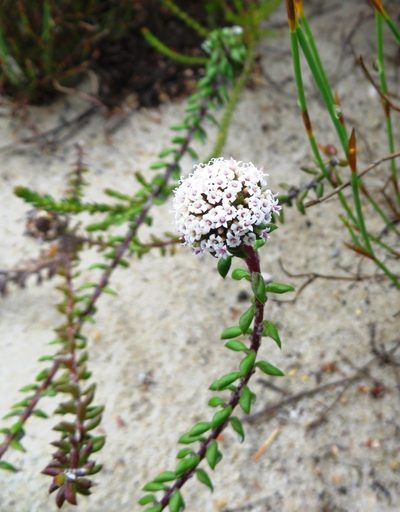 Stoebe cyathuloides, photographed by linkie