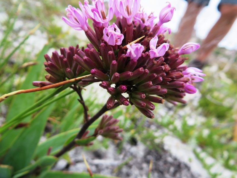 Corymbium enerve, photographed by linkie