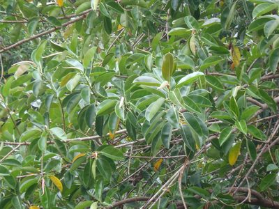 Ficus elastica, photographed by Al Kordesch