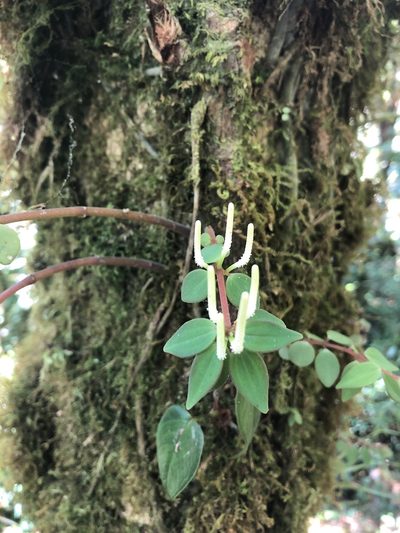 Peperomia palmana, photographed by Geoff Shuetrim