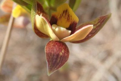 Eulophia parviflora, photographed by Andrew Deacon