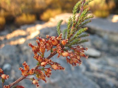 Erica daphniflora, photographed by Michael D. Pirie