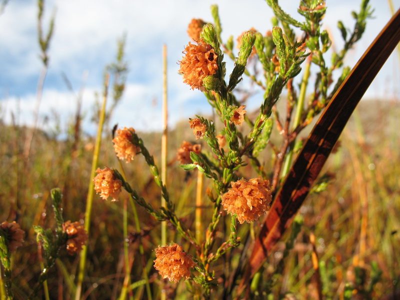 Erica sphaerocephala, photographed by Michael D. Pirie