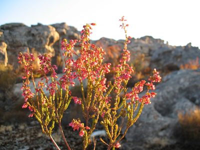 Erica lateralis, photographed by Michael D. Pirie