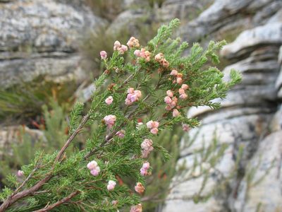 Erica cristiflora, photographed by Michael D. Pirie