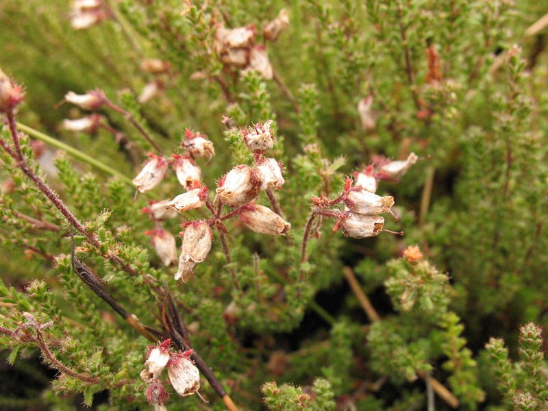 Erica coacervata, photographed by Michael D. Pirie