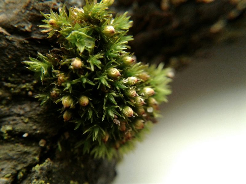 Orthotrichum stellatum, photographed by Quinten Wiegersma