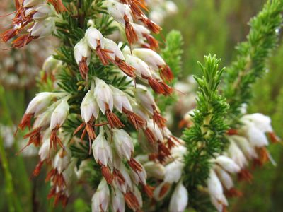 Erica penicilliformis, photographed by Michael D. Pirie