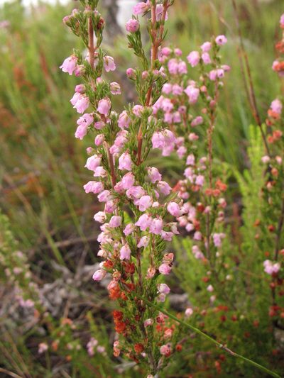 Erica condensata, photographed by Michael D. Pirie