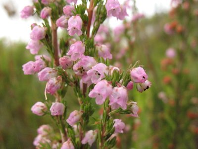Erica condensata, photographed by Michael D. Pirie