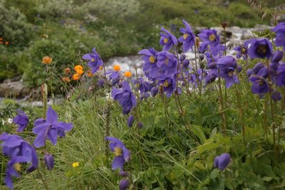 Aquilegia glandulosa, photographed by Vsevolod Rudyi