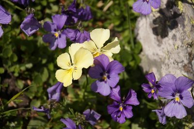 Viola altaica, photographed by Vsevolod Rudyi