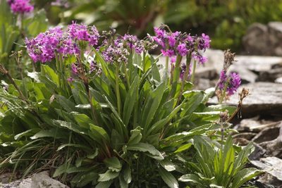 Primula nivalis, photographed by Vsevolod Rudyi
