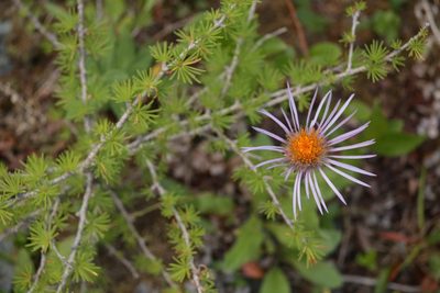 Aster flaccidus, photographed by Vsevolod Rudyi