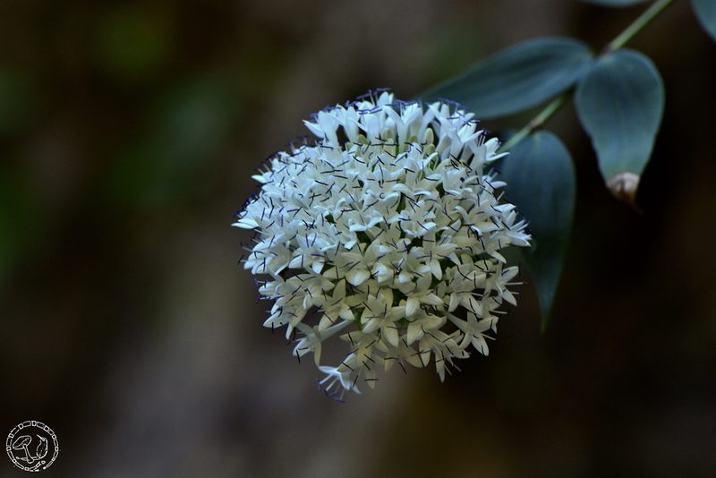 Bouvardia quinquenervata, photographed by Daniel Pineda Vera
