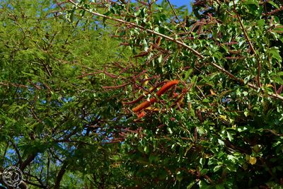 Combretum fruticosum, photographed by Daniel Pineda Vera