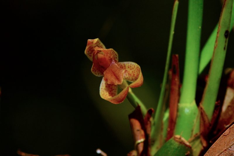 Maxillaria meleagris, photographed by Daniel Pineda Vera