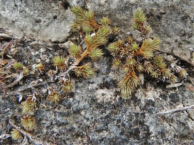 Selaginella wrightii, photographed by Annika Lindqvist