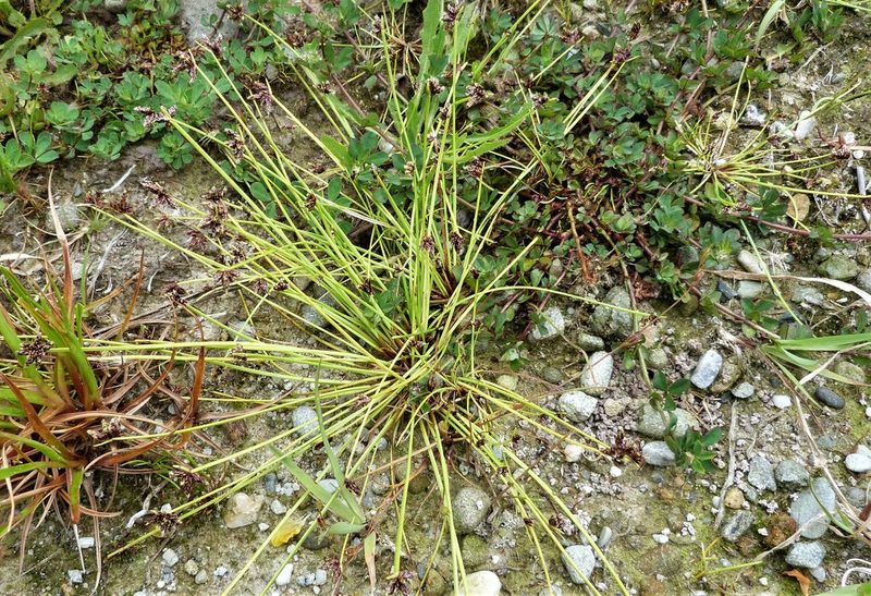 Isolepis distigmatosa, photographed by Colin Meurk