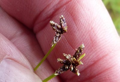 Isolepis distigmatosa, photographed by Colin Meurk