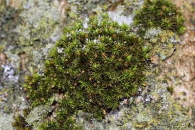 Orthotrichum stellatum, photographed by Owen Strickland