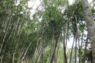 Pandanus gemmifer, photographed by coenobita