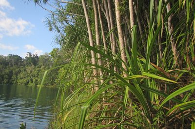 Pandanus gemmifer, photographed by coenobita