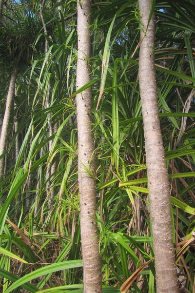 Pandanus gemmifer, photographed by coenobita