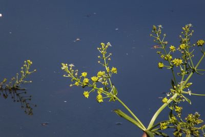 Albidella acanthocarpa, photographed by coenobita
