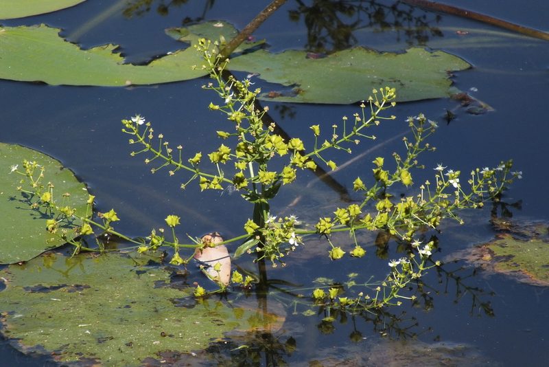 Albidella acanthocarpa, photographed by coenobita