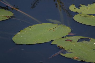 Albidella acanthocarpa, photographed by coenobita