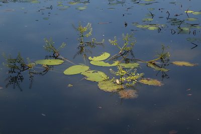 Albidella acanthocarpa, photographed by coenobita