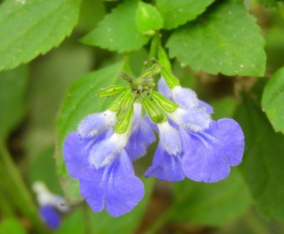 Salvia languidula, photographed by Francisco Farriols Sarabia