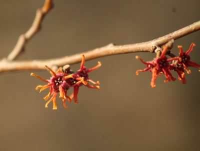 Hamamelis vernalis, photographed by mayfly1963