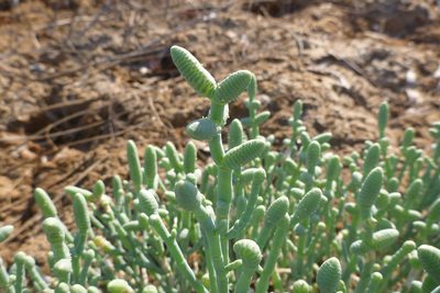 Tecticornia australasica, photographed by coenobita