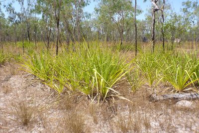 Pandanus spiralis, photographed by coenobita