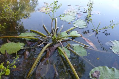 Albidella acanthocarpa, photographed by coenobita