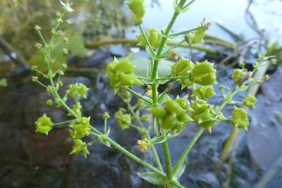 Albidella acanthocarpa, photographed by coenobita