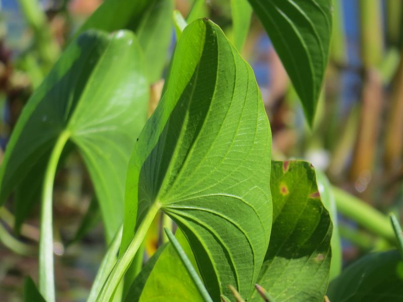 Astonia australiensis, photographed by coenobita