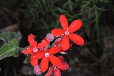 Oxypetalum coccineum, photographed by aacocucci