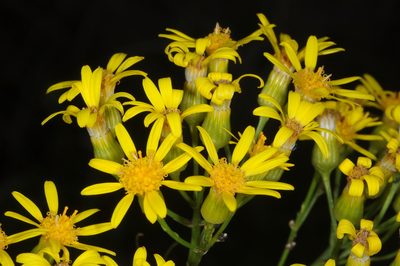 Senecio pampeanus, photographed by aacocucci