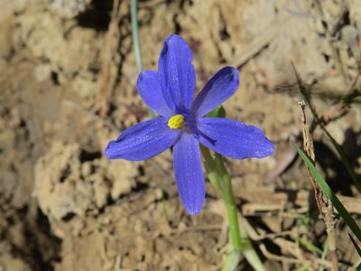 Pontederia australasica, photographed by coenobita