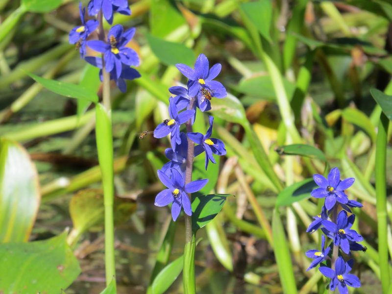 Pontederia australasica, photographed by coenobita