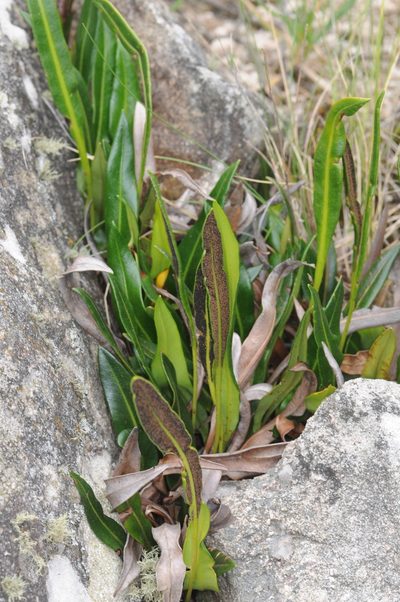 Elaphoglossum gayanum, photographed by aacocucci
